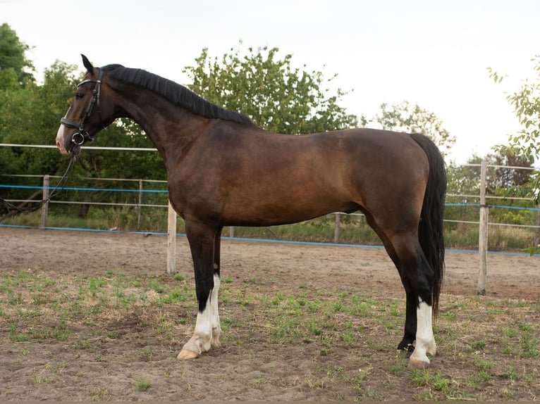 KWPN Ruin 4 Jaar 167 cm Bruin in Szatymaz