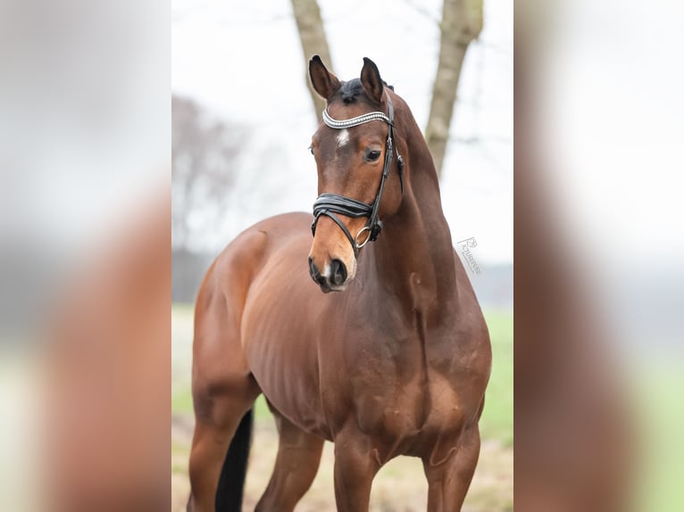 KWPN Ruin 4 Jaar 167 cm Bruin in Peer