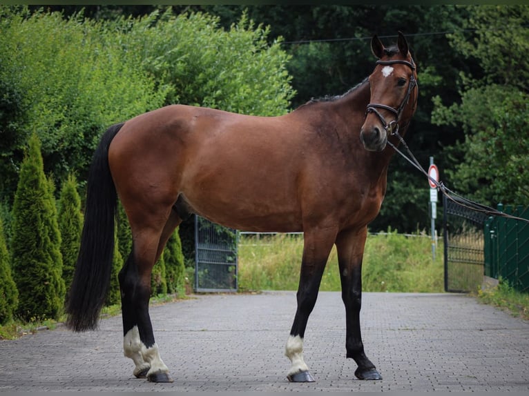 KWPN Ruin 4 Jaar 167 cm Bruin in Wächtersbach