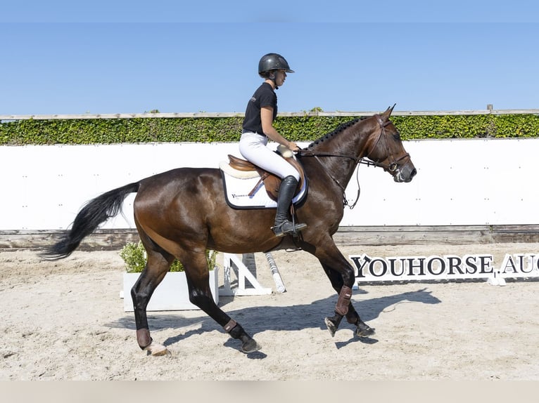 KWPN Ruin 4 Jaar 167 cm Bruin in Waddinxveen