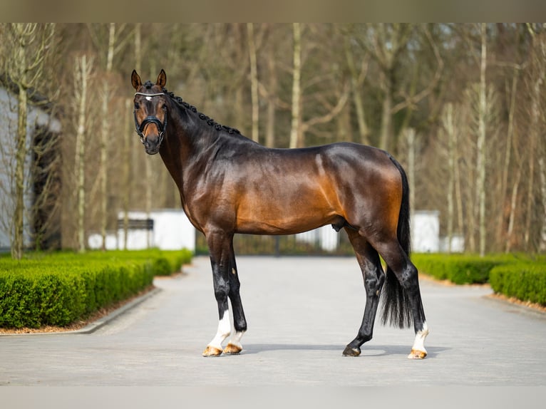 KWPN Ruin 4 Jaar 167 cm Donkerbruin in Mol