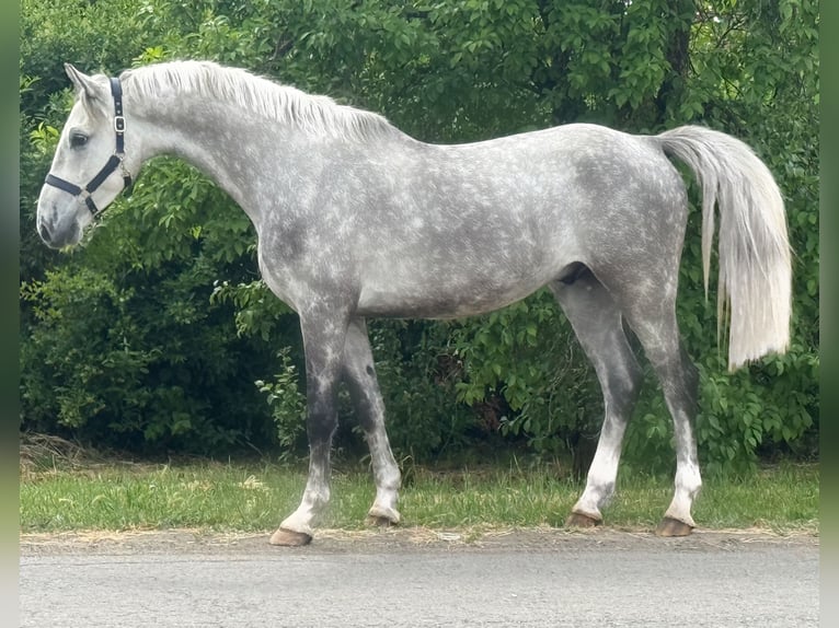 KWPN Ruin 4 Jaar 167 cm Schimmel in Bekes
