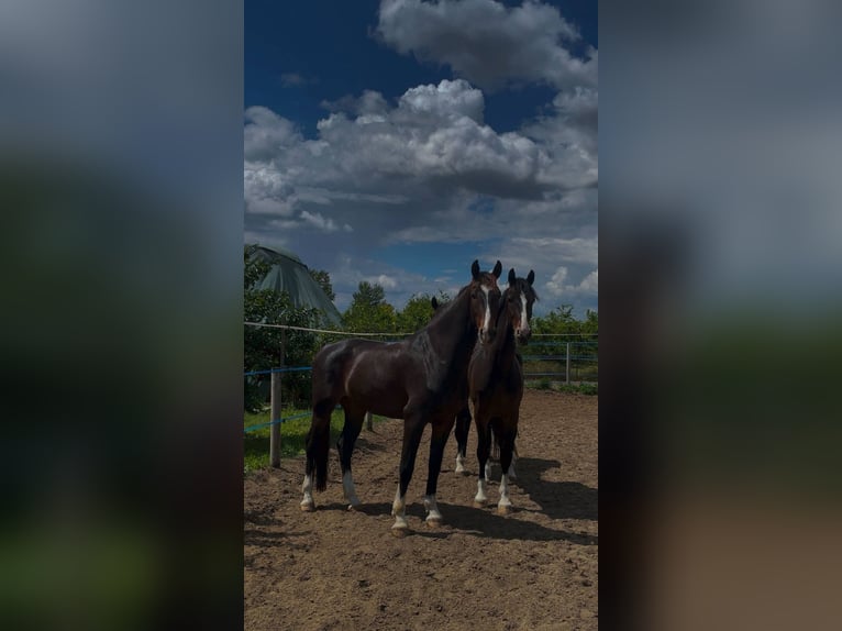 KWPN Ruin 4 Jaar 168 cm Bruin in Szatymaz