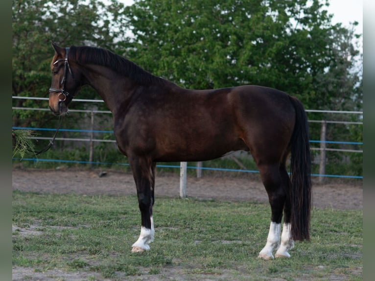 KWPN Ruin 4 Jaar 168 cm Bruin in Szatymaz