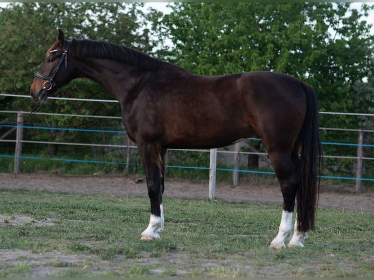 KWPN Ruin 4 Jaar 168 cm Bruin in Szatymaz
