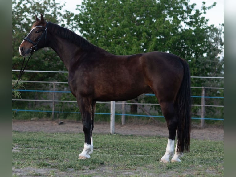KWPN Ruin 4 Jaar 168 cm Bruin in Szatymaz