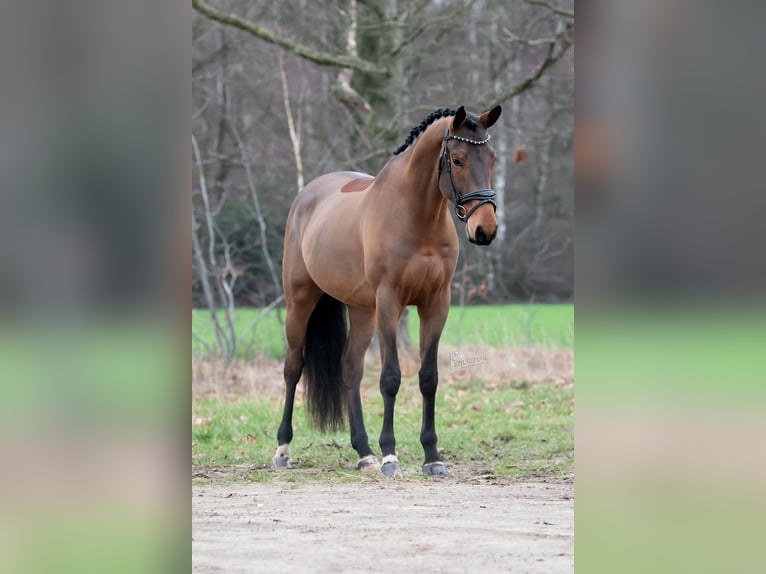KWPN Ruin 4 Jaar 168 cm Bruin in Peer