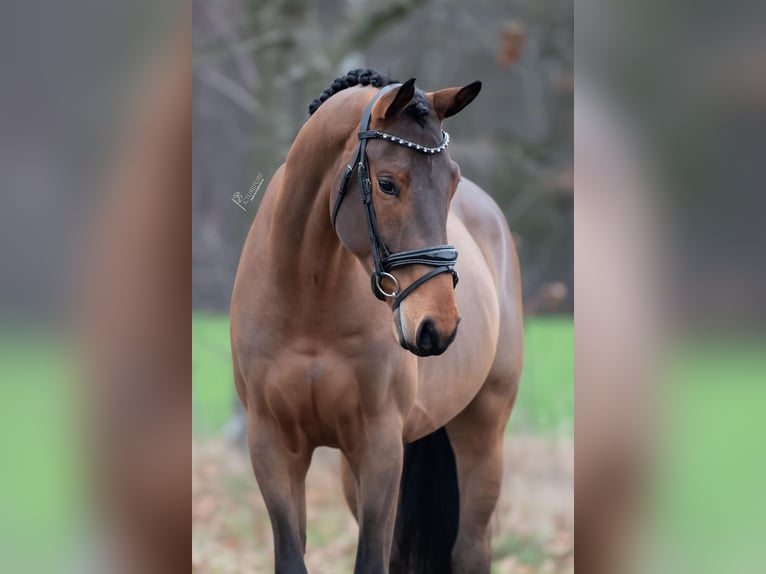 KWPN Ruin 4 Jaar 168 cm Bruin in Peer