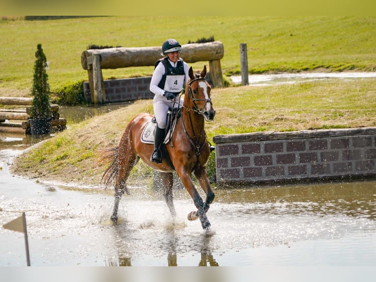 KWPN Ruin 4 Jaar 168 cm Bruin in Bavel AC
