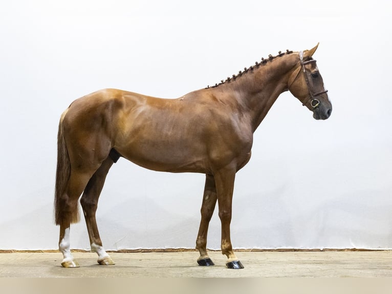 KWPN Ruin 4 Jaar 168 cm Vos in Waddinxveen