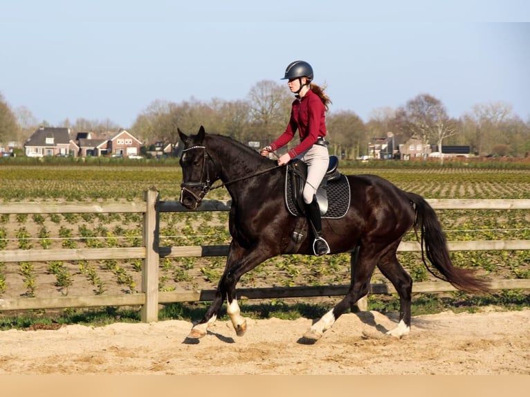KWPN Ruin 4 Jaar 168 cm Zwart in Diessen