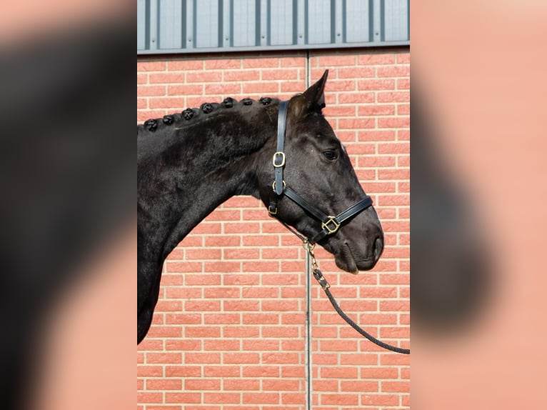 KWPN Ruin 4 Jaar 168 cm Zwart in Diessen