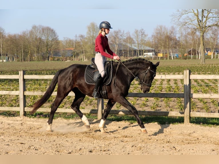 KWPN Ruin 4 Jaar 168 cm Zwart in Diessen