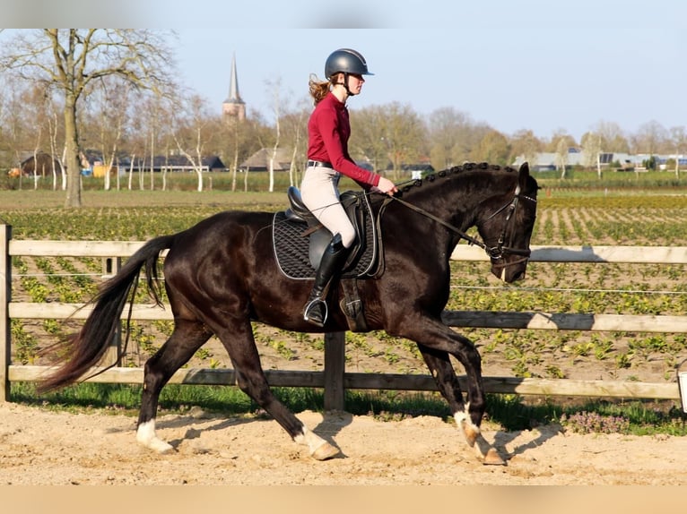 KWPN Ruin 4 Jaar 168 cm Zwart in Diessen