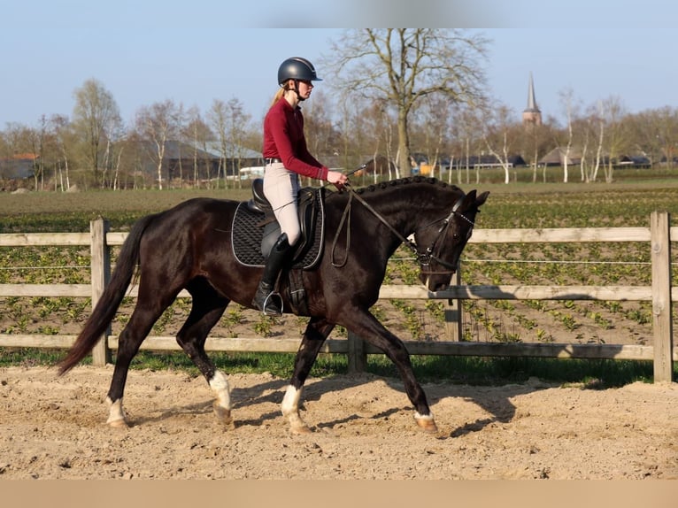 KWPN Ruin 4 Jaar 168 cm Zwart in Diessen