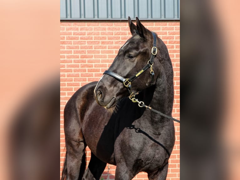 KWPN Ruin 4 Jaar 168 cm Zwart in Diessen