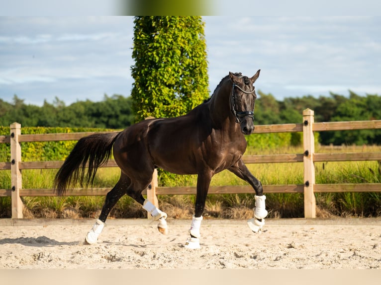 KWPN Ruin 4 Jaar 168 cm Zwart in Mol