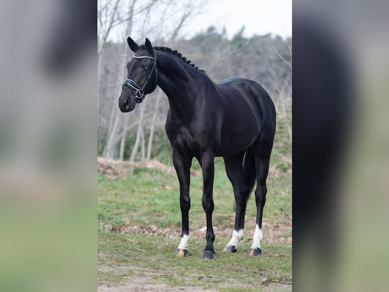 KWPN Ruin 4 Jaar 168 cm Zwart in Peer