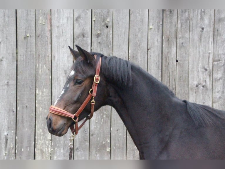 KWPN Ruin 4 Jaar 168 cm Zwartbruin in Molln