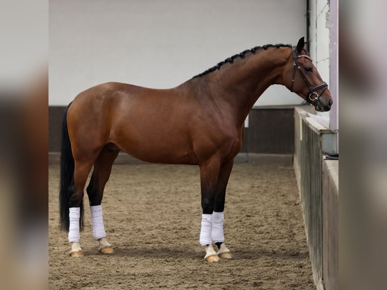 KWPN Ruin 4 Jaar 169 cm Bruin in Zuid-Beijerland