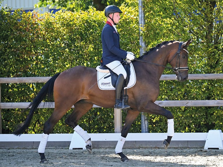 KWPN Ruin 4 Jaar 169 cm Donkerbruin in Vechta
