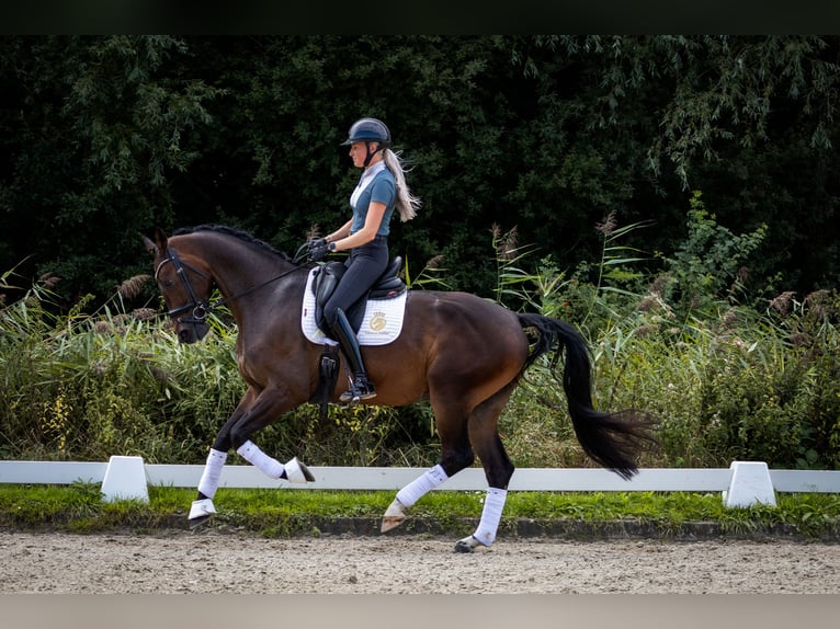KWPN Ruin 4 Jaar 170 cm Bruin in Aalsmeer