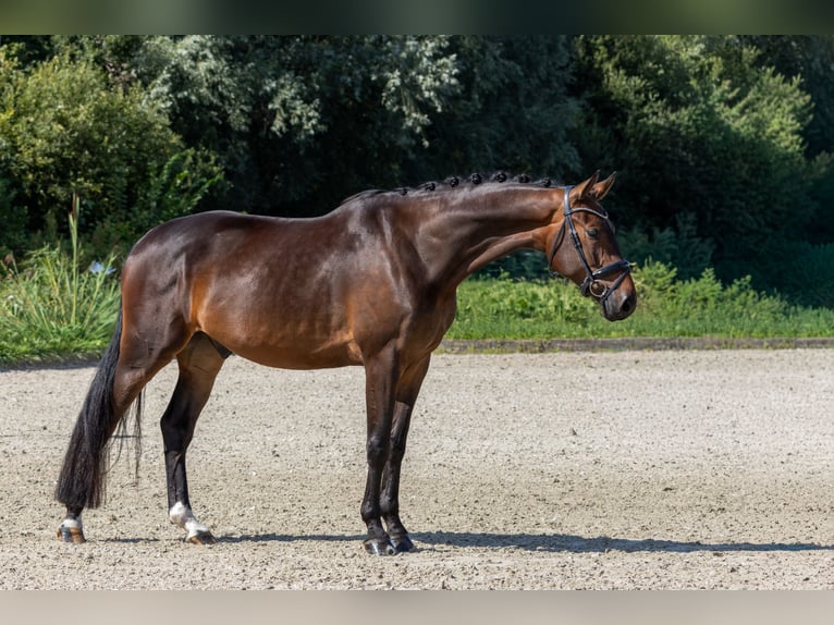 KWPN Ruin 4 Jaar 170 cm Bruin in Aalsmeer