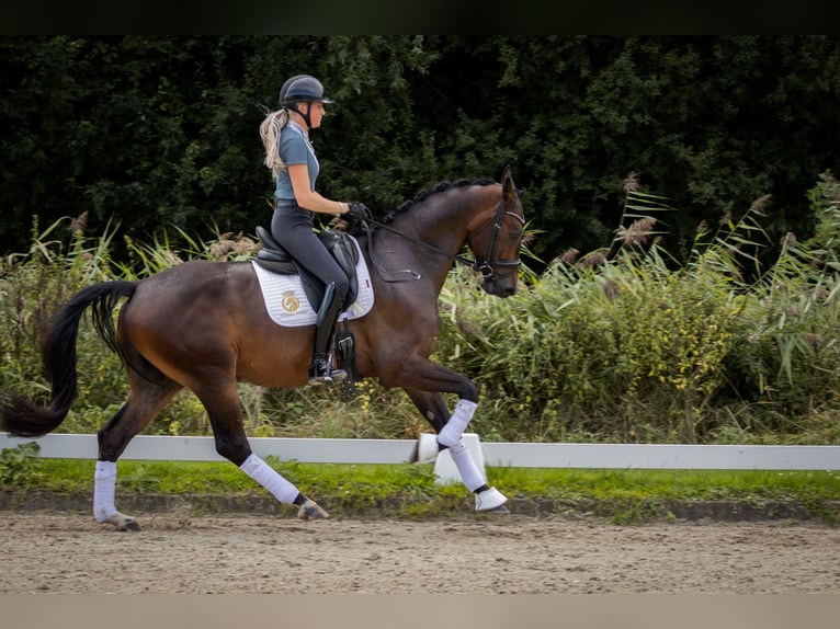 KWPN Ruin 4 Jaar 170 cm Bruin in Aalsmeer