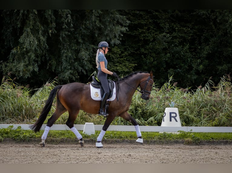 KWPN Ruin 4 Jaar 170 cm Bruin in Aalsmeer
