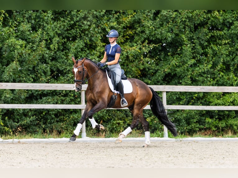 KWPN Ruin 4 Jaar 170 cm Bruin in Baexem