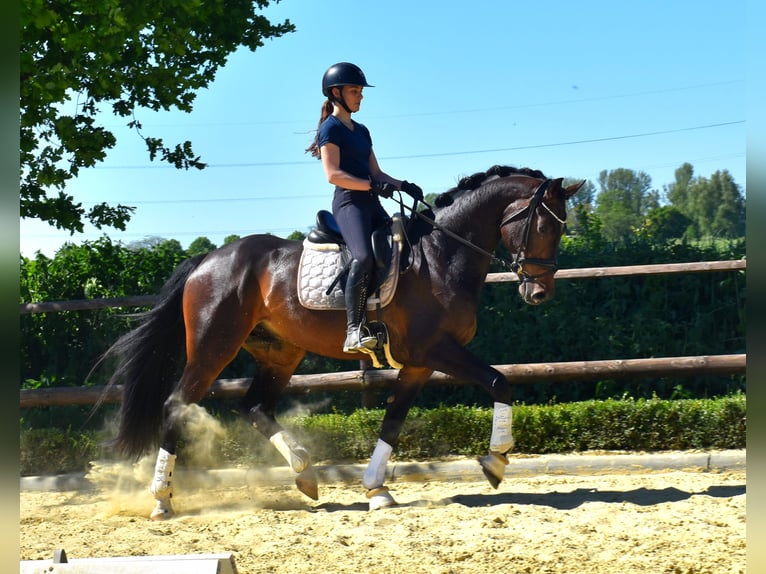 KWPN Ruin 4 Jaar 170 cm Bruin in Neuss