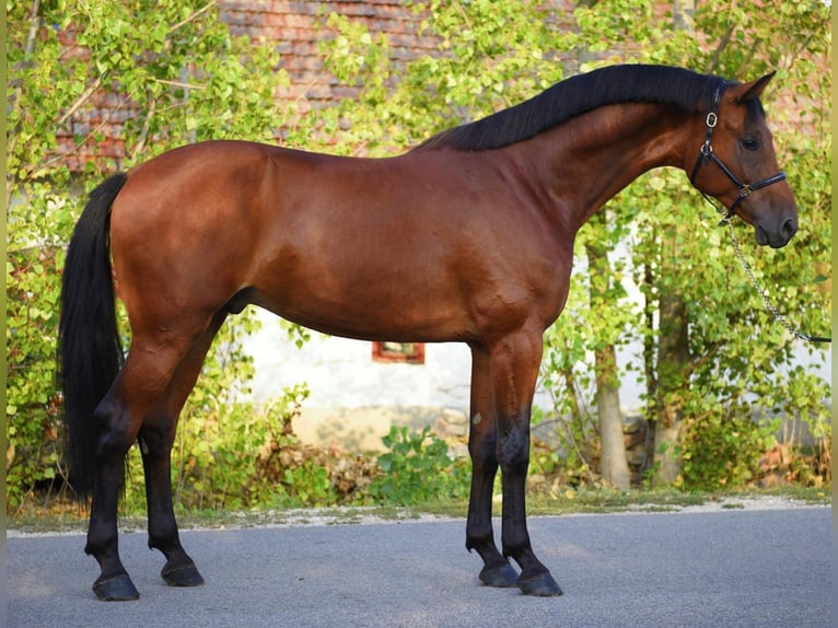 KWPN Ruin 4 Jaar 170 cm Bruin in H&#xF3;dmez&#x151;v&#xE1;s&#xE1;rhely