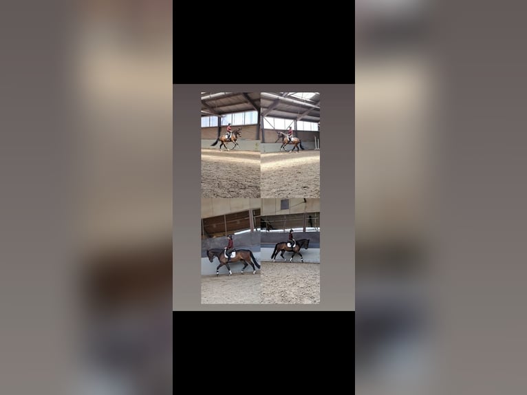 KWPN Ruin 4 Jaar 170 cm Donkerbruin in Spaubeek