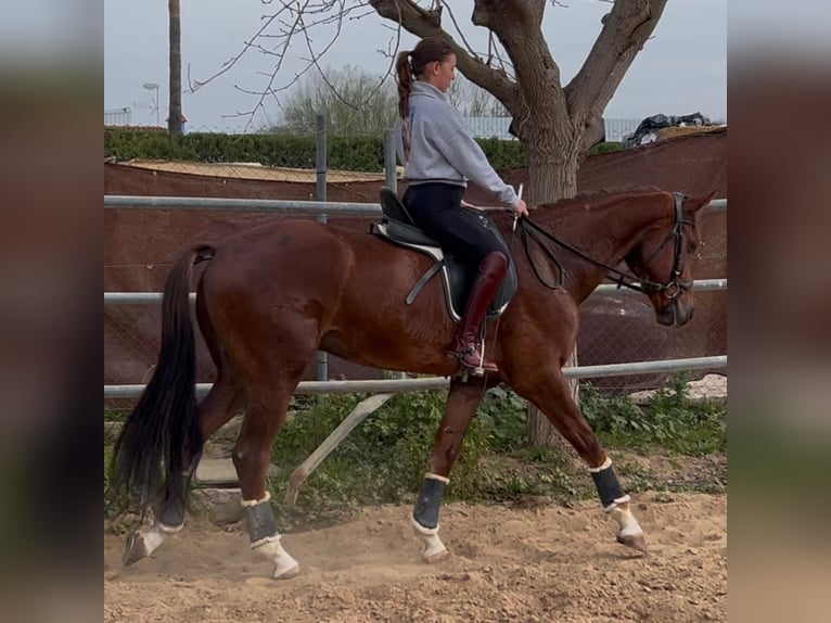 KWPN Ruin 4 Jaar 170 cm Donkere-vos in Los Palacios Y Villafranca