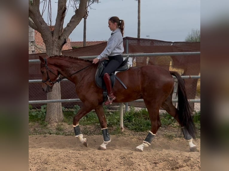 KWPN Ruin 4 Jaar 170 cm Donkere-vos in Los Palacios Y Villafranca