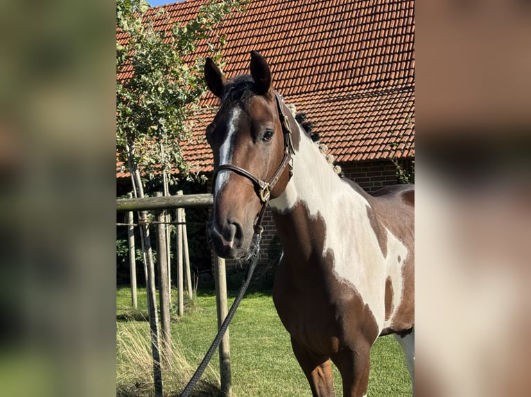 KWPN Ruin 4 Jaar 170 cm Gevlekt-paard in Rosendahl