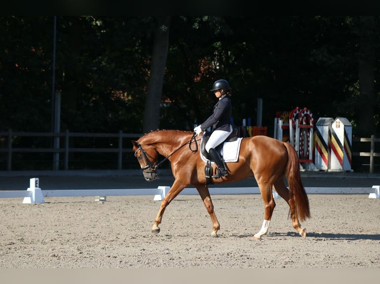 KWPN Ruin 4 Jaar 170 cm Vos in Lommel