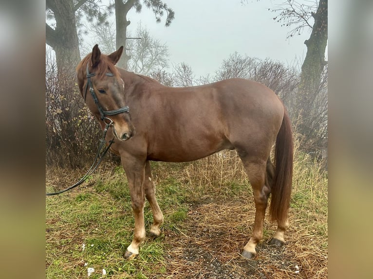 KWPN Ruin 4 Jaar 170 cm Vos in Pelmberg