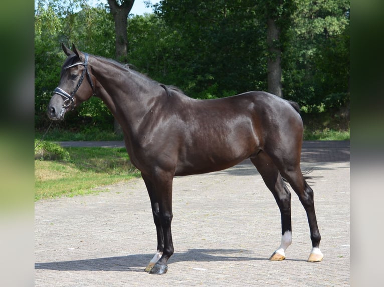 KWPN Ruin 4 Jaar 171 cm Zwart in Diever