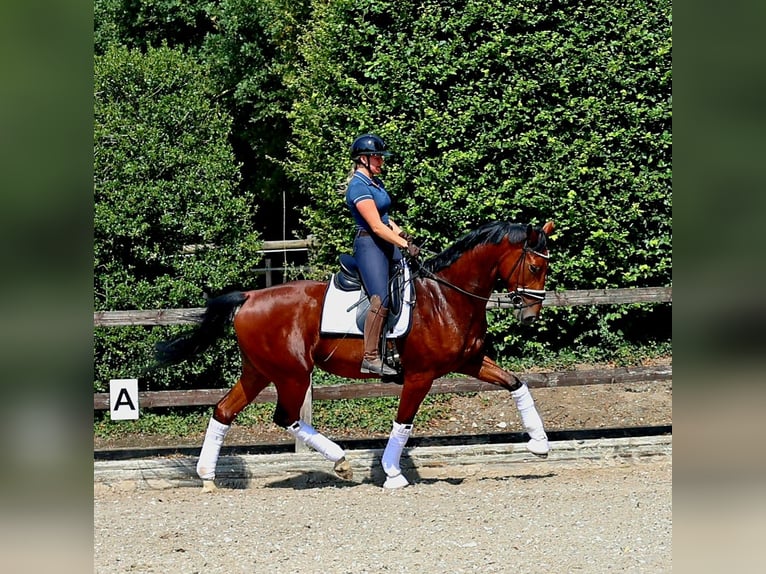 KWPN Ruin 4 Jaar 172 cm Bruin in Kempen