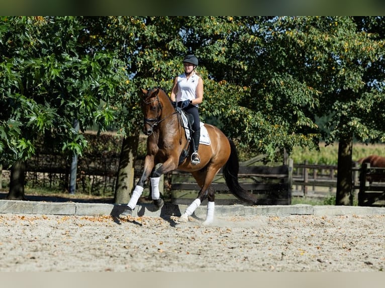 KWPN Ruin 4 Jaar 172 cm Bruin in Leende