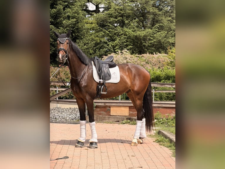 KWPN Ruin 4 Jaar 172 cm Bruin in Samarate