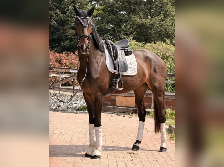 KWPN Ruin 4 Jaar 172 cm Bruin in Samarate
