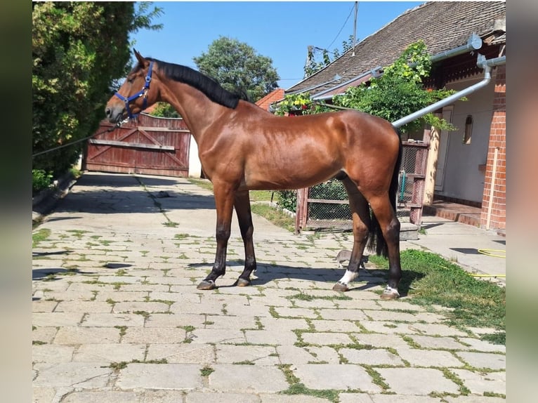 KWPN Ruin 4 Jaar 172 cm Bruin in Békéscsaba