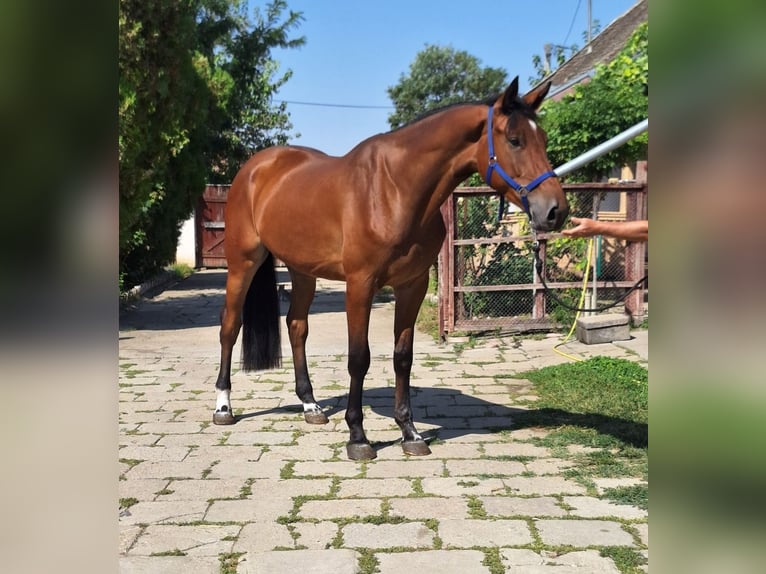 KWPN Ruin 4 Jaar 172 cm Bruin in Békéscsaba