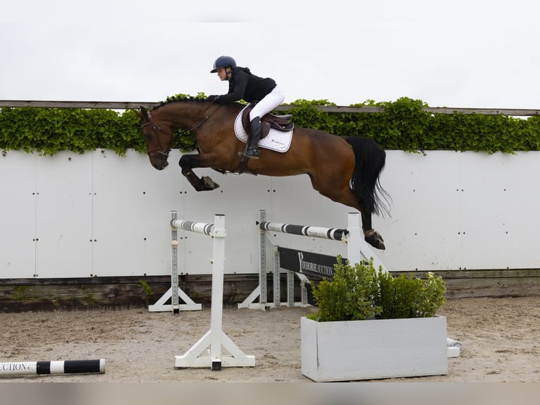 KWPN Ruin 4 Jaar 172 cm Bruin in Waddinxveen