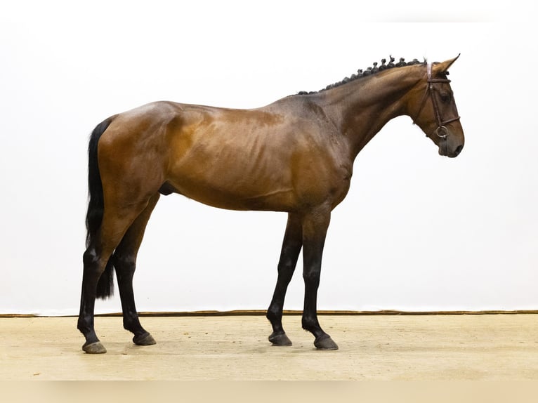 KWPN Ruin 4 Jaar 172 cm Bruin in Waddinxveen