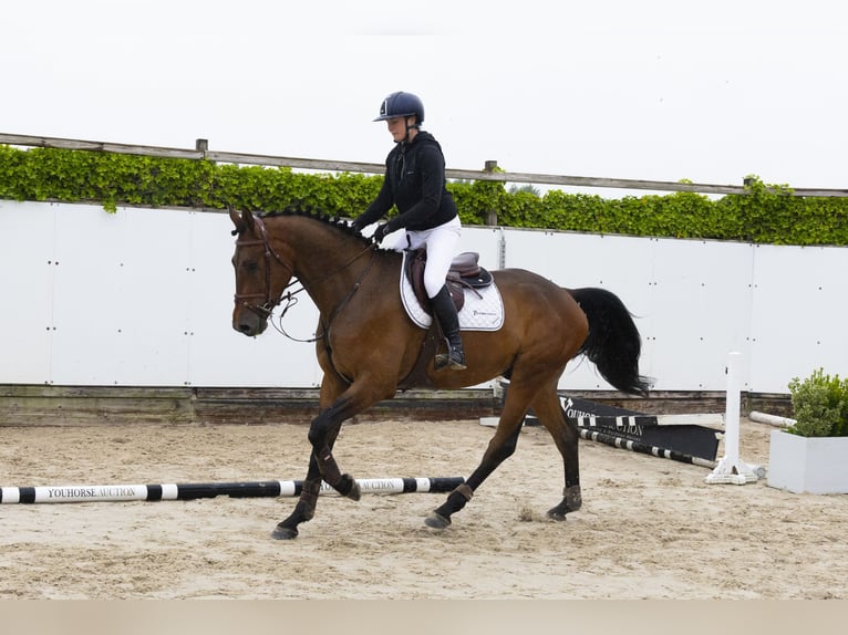 KWPN Ruin 4 Jaar 172 cm Bruin in Waddinxveen