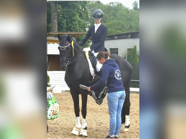 KWPN Ruin 4 Jaar 172 cm Zwart in Neuss