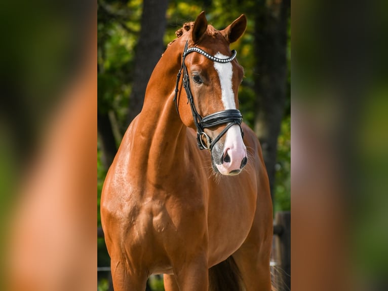 KWPN Ruin 4 Jaar 173 cm Vos in Loon op Zand